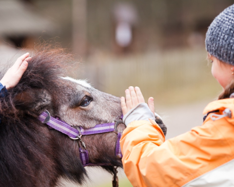 Nuntorpsdagarna Nuntorp gård barnaktiviteter koutställning